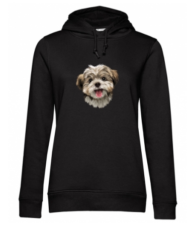 Pies Shih tzu